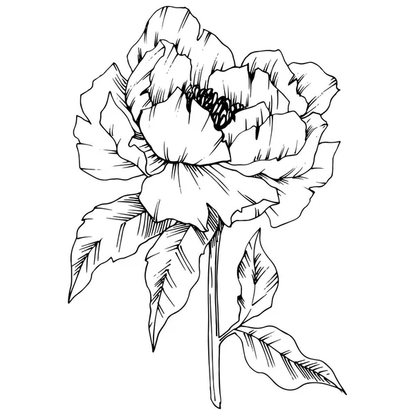 Wektor Piwonia Botaniczny Kwiat Kwiatowy Wiosna Dzikiego Wildflower Liść Białym — Wektor stockowy