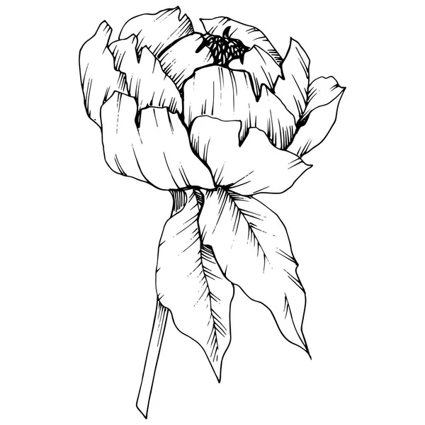 Flor Botánica Floral Vector Peony Flor Silvestre Hoja Primavera Aislada — Archivo Imágenes Vectoriales