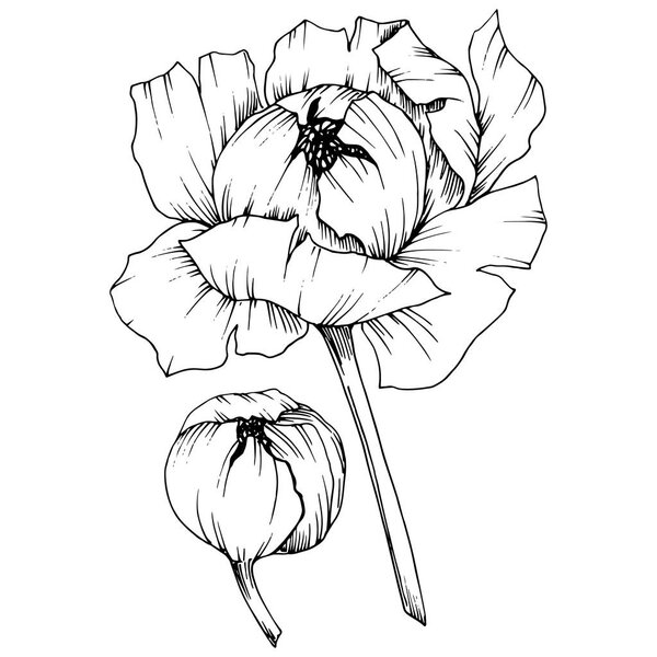 Vector Peony floral botanical flower. Wild spring leaf wildflower isolated. Black and white engraved ink art. Isolated peony illustration element.