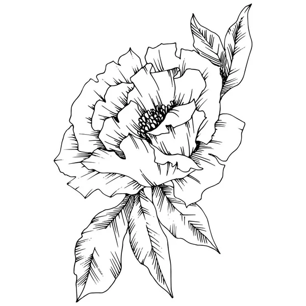 ベクトル牡丹の花植物花 野生春葉のワイルドフラワーが分離されました 黒と白には アートが刻まれています 隔離された牡丹の図要素 — ストックベクタ