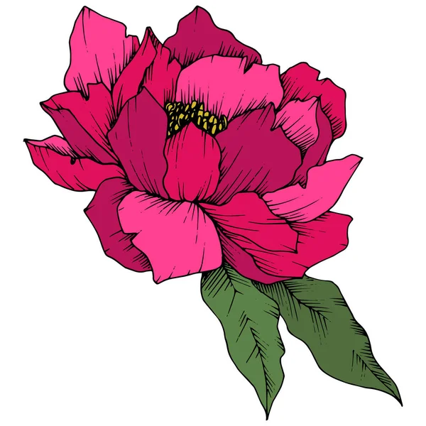 Flor Botánica Floral Vector Pink Peony Flor Silvestre Hoja Primavera — Vector de stock