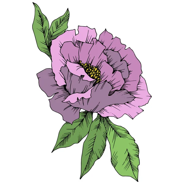 Vector Purple Peony Floral Botanical Flower Flor Silvestre Hoja Primavera — Vector de stock