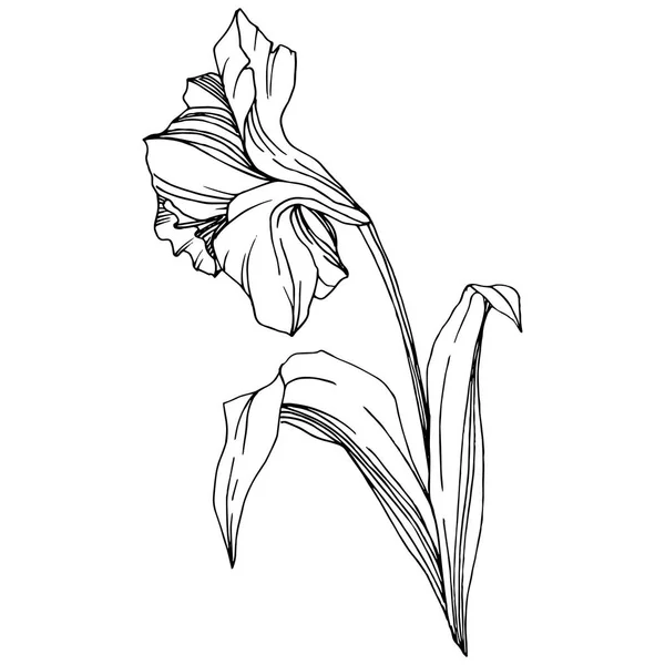 Vector Narcissus Floral Botanische Bloem Wild Voorjaar Blad Wildflower Geïsoleerd — Stockvector