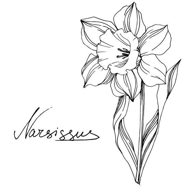 Vector Narcissus Flor Botánica Floral Flor Silvestre Hoja Primavera Aislada — Vector de stock