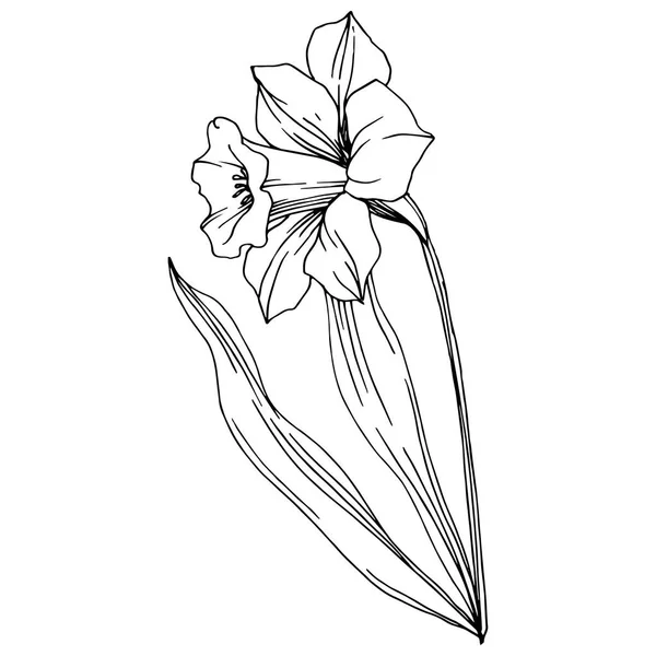 Vektorové Narcis Květinové Botanické Květin Divoký Jarní Listové Wildflower Izolován — Stockový vektor