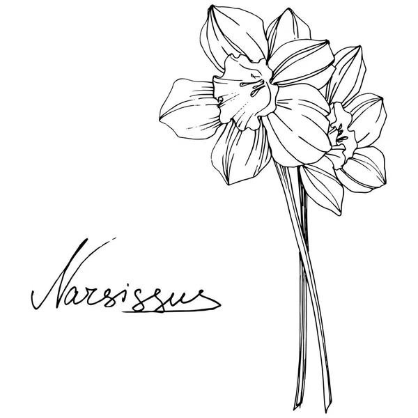 Vector Narcissus Flor Botánica Floral Flor Silvestre Hoja Primavera Aislada — Vector de stock