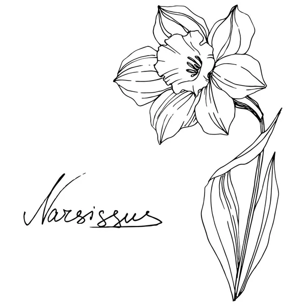 Векторна Квітка Нарциса Дикий Весняний Лист Ізольований Чорно Біле Гравірування — стоковий вектор
