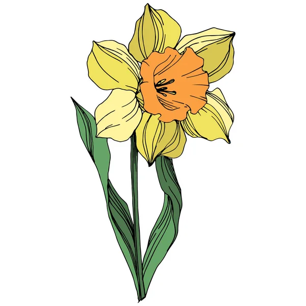 Vektorové Žlutý Narcis Květinové Botanické Květin Divoký Jarní Listové Wildflower — Stockový vektor