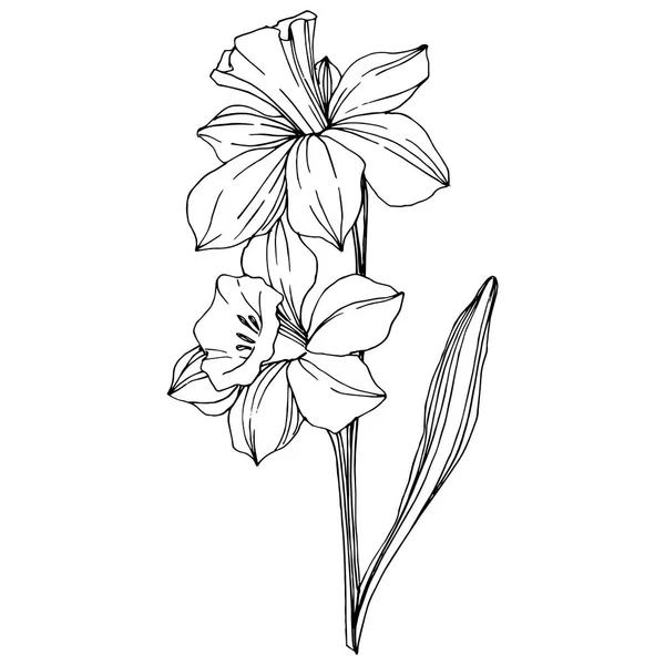 Vector Narcissus Flor Botánica Floral Flor Silvestre Hoja Primavera Aislada — Vector de stock