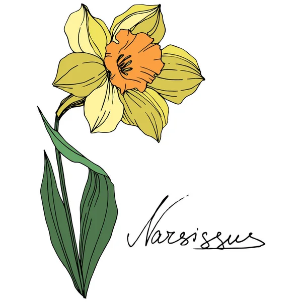 Vector Yellow Narcissus Floral Botanical Flower Wild Spring Leaf Wildflower — Stock Vector