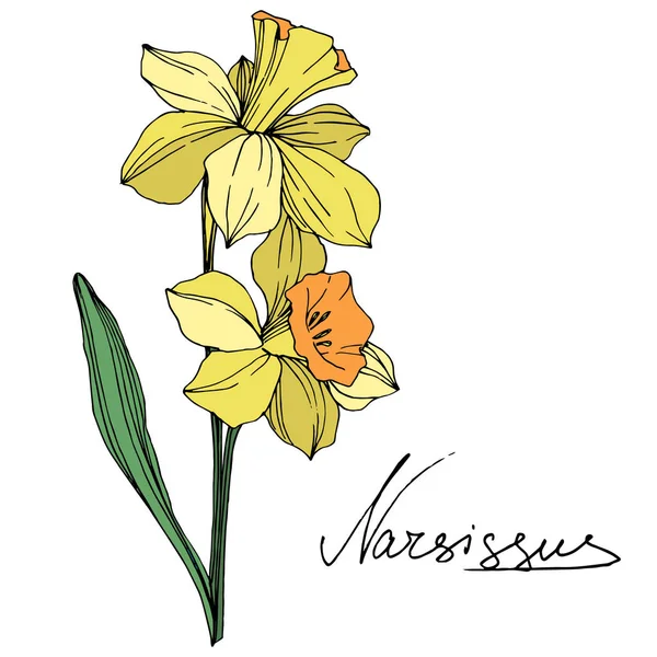 Vector Narciso Amarillo Flor Botánica Floral Flor Silvestre Hoja Primavera — Vector de stock