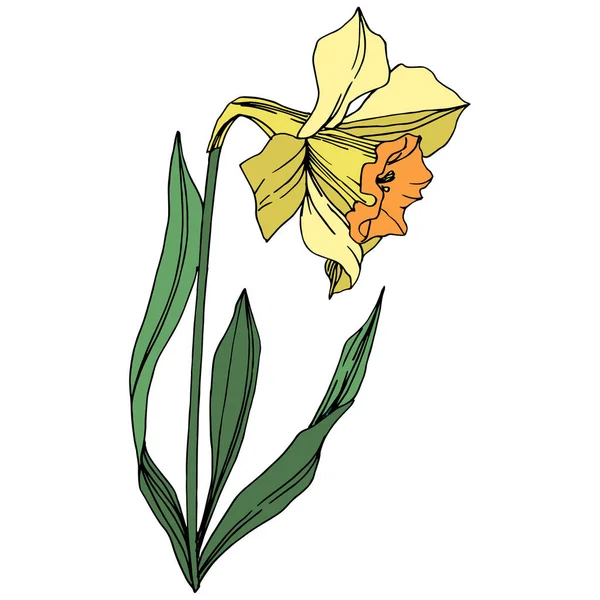 Vector Fleur Botanique Florale Narcisse Jaune Feuille Sauvage Printemps Fleur — Image vectorielle