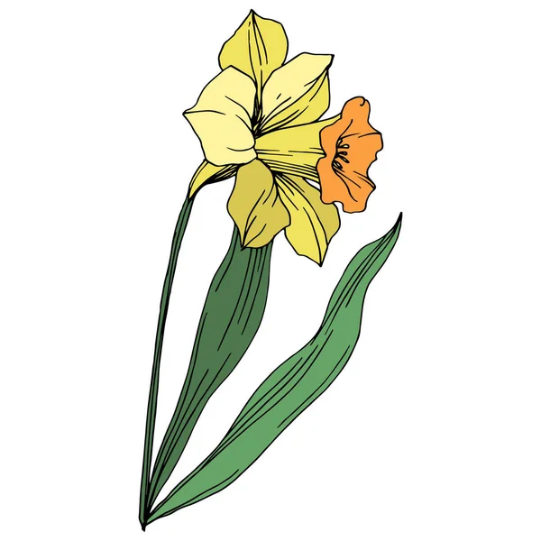Vector Narciso Amarillo Flor Botánica Floral Flor Silvestre Hoja Primavera — Vector de stock