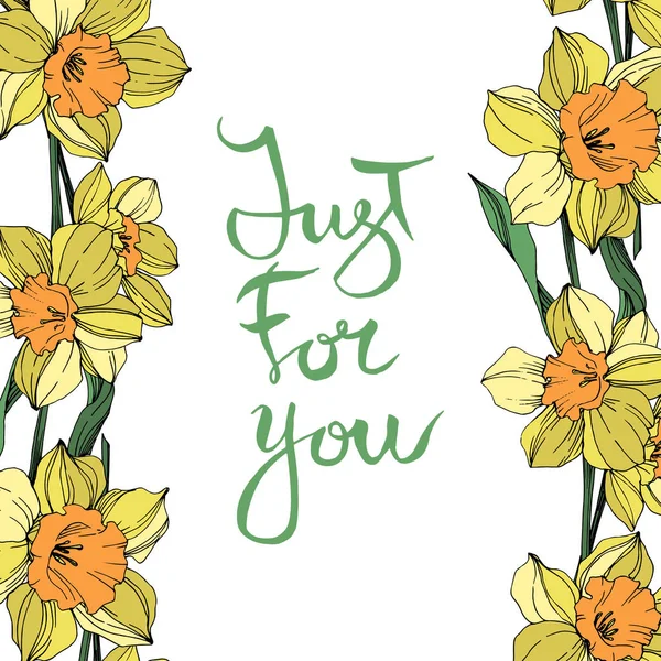 Vektorové Žlutý Narcis Květinové Botanické Květin Divoký Jarní Listové Wildflower — Stockový vektor