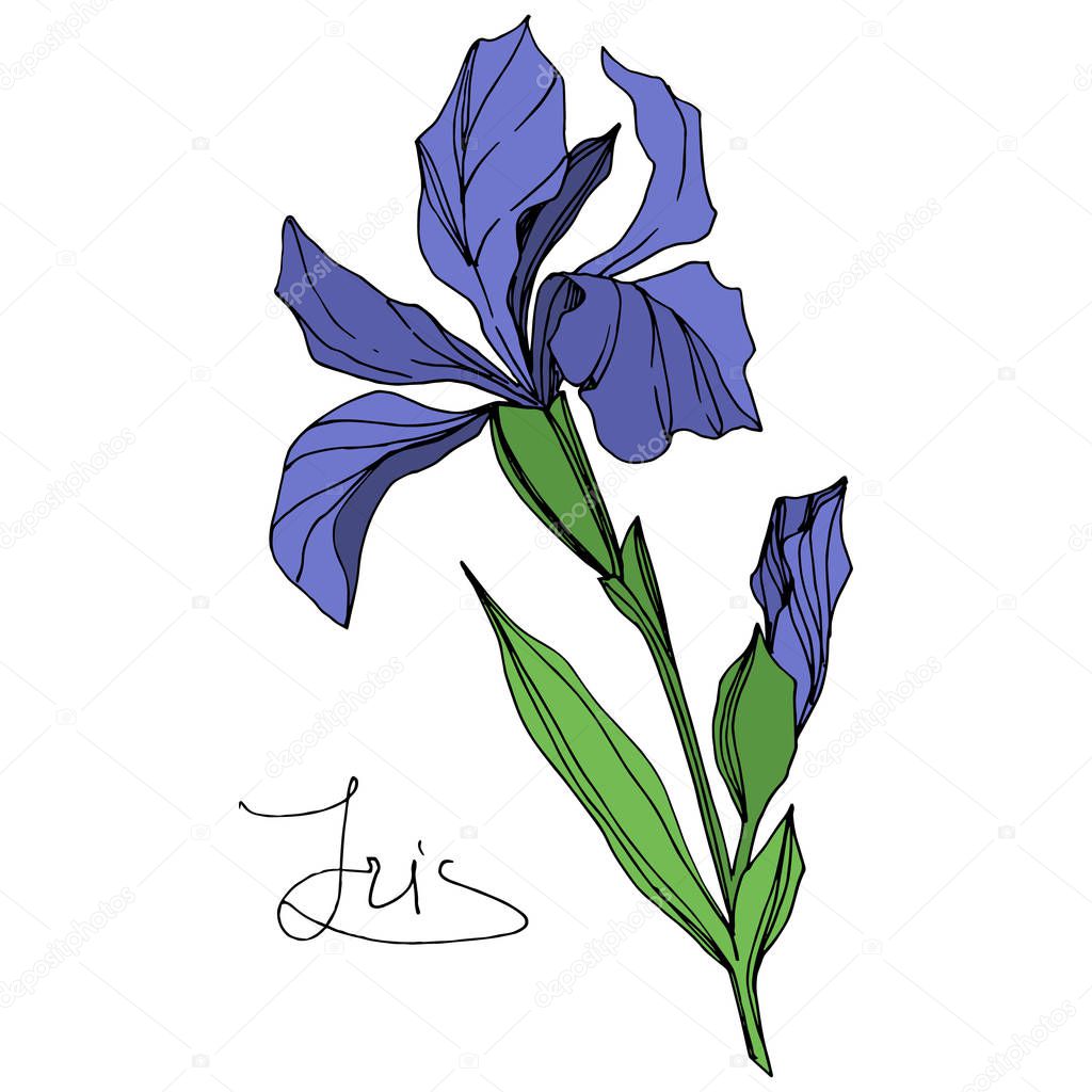 Vector Blue iris floral botanical flower. Wild spring leaf wildflower isolated. Blue and green engraved ink art. Isolated iris illustration element on white background.