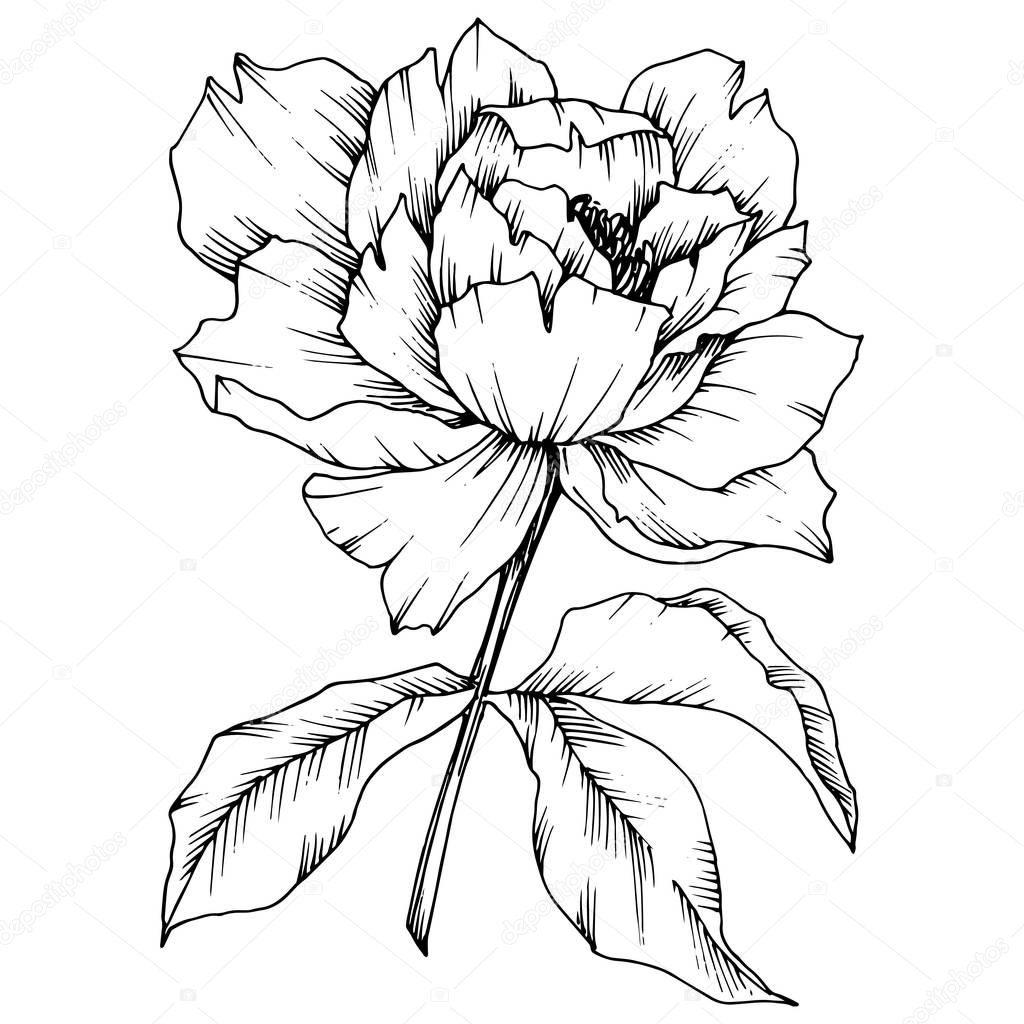Vector Peony floral botanical flower. Wild spring leaf wildflower isolated. Black and white engraved ink art. Isolated peony illustration element.