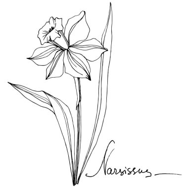 Vektör Narcissus botanik çiçek. Vahşi bahar yaprak izole kır çiçeği. Siyah ve beyaz mürekkep sanat kazınmış. İzole nergis illüstrasyon öğesi.