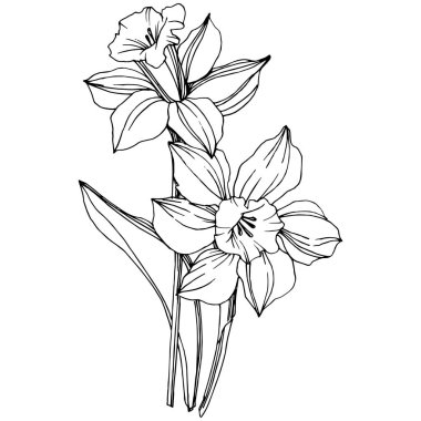 Vektör Narcissus botanik çiçek. Vahşi bahar yaprak izole kır çiçeği. Siyah ve beyaz mürekkep sanat kazınmış. İzole nergis illüstrasyon öğesi.