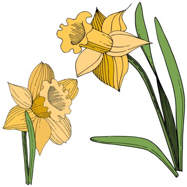 Vektör sarı nergis botanik çiçek. Vahşi bahar yaprak izole kır çiçeği. Oyulmuş mürekkep sanat. İzole nergis illüstrasyon öğe beyaz arka plan üzerinde.