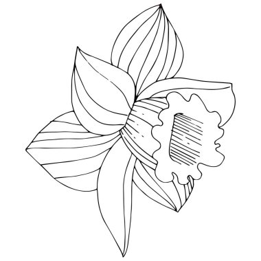 Vektör Narcissus botanik çiçek. Vahşi bahar yaprak izole kır çiçeği. Siyah ve beyaz mürekkep sanat kazınmış. İzole nergis illüstrasyon öğe beyaz arka plan üzerinde.