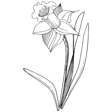 Vektör Narcissus botanik çiçek. Vahşi bahar yaprak izole kır çiçeği. Siyah ve beyaz mürekkep sanat kazınmış. İzole nergis illüstrasyon öğe beyaz arka plan üzerinde.