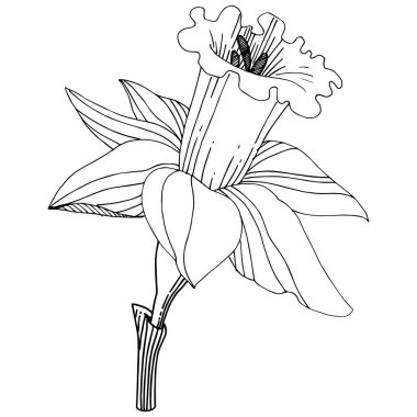 Vektör Narcissus botanik çiçek. Vahşi bahar yaprak izole kır çiçeği. Siyah ve beyaz mürekkep sanat kazınmış. İzole nergis illüstrasyon öğe beyaz arka plan üzerinde.