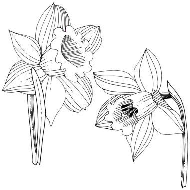 Vektör Narcissus botanik çiçek. Vahşi bahar yaprak izole kır çiçeği. Siyah ve beyaz mürekkep sanat kazınmış. İzole nergis illüstrasyon öğe beyaz arka plan üzerinde.