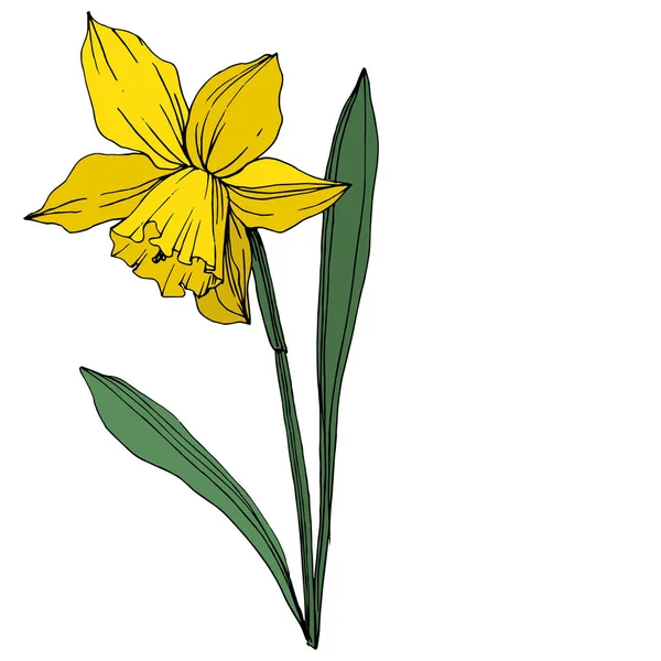 向量黄色水仙花植物花 野生春叶野花分离 雕刻的水墨艺术 白色背景上的孤立水仙插图元素 — 图库矢量图片