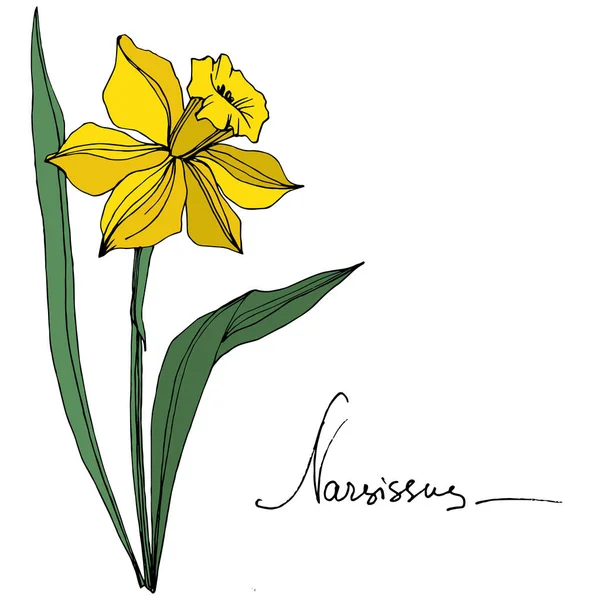 Vector Narciso Amarillo Flor Botánica Floral Flor Silvestre Hoja Primavera — Vector de stock