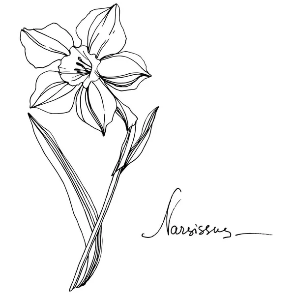 ベクトル水仙花植物花 野生春葉のワイルドフラワーが分離されました 黒と白には アートが刻まれています 孤立した水仙の図要素 — ストックベクタ