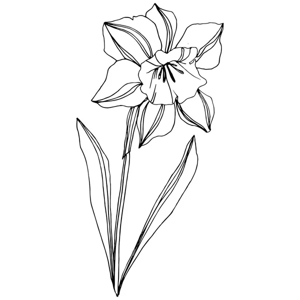 Vektor Narcissus Blommig Botaniska Blomma Vilda Våren Leaf Wildflower Isolerade — Stock vektor