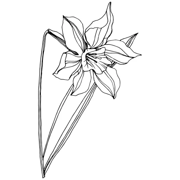 向量水仙花植物花 野生春叶野花分离 黑白雕刻水墨艺术 孤立的水仙插图元素 — 图库矢量图片