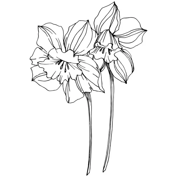 Vetor Narciso Flor Botânica Floral Folha Selvagem Primavera Wildflower Isolado —  Vetores de Stock