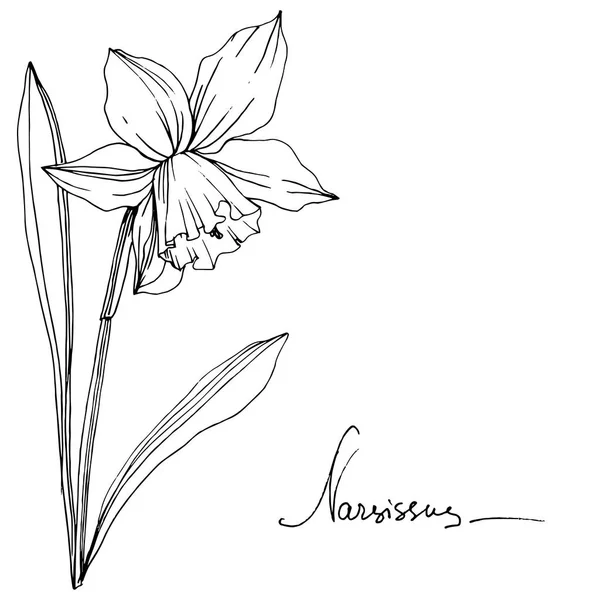 Vektor Narzisse Florale Botanische Blume Wildes Frühlingsblatt Wildblume Isoliert Schwarz — Stockvektor