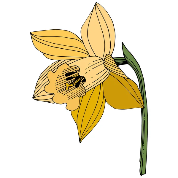 Vektor Gula Narcisser Blommig Botaniska Blomma Vilda Våren Leaf Wildflower — Stock vektor