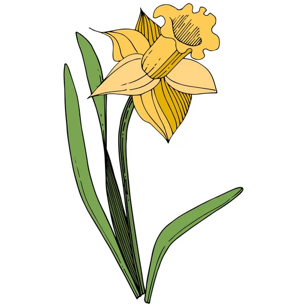 Vetor Amarelo Narciso Flor Botânica Floral Folha Selvagem Primavera Wildflower — Vetor de Stock