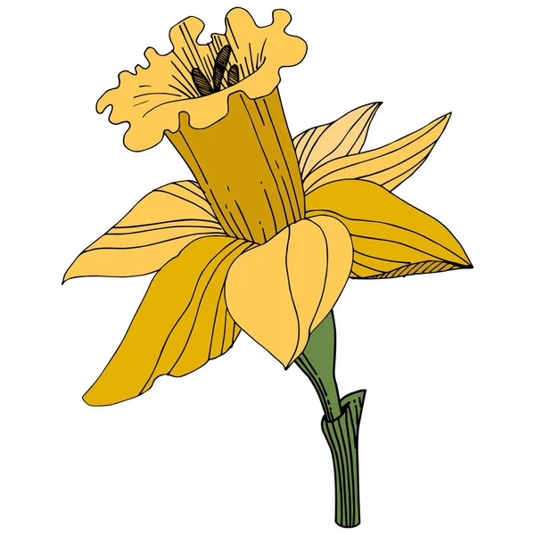 Vetor Amarelo Narciso Flor Botânica Floral Folha Selvagem Primavera Wildflower —  Vetores de Stock