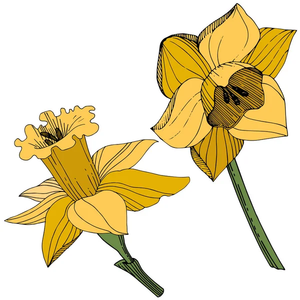 Vector Narciso Amarillo Flor Botánica Floral Flor Silvestre Hoja Primavera — Archivo Imágenes Vectoriales