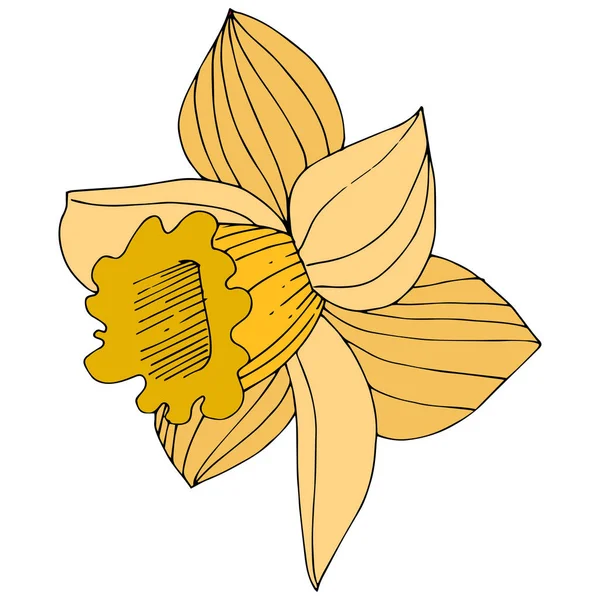 Vector Narciso Amarillo Flor Botánica Floral Flor Silvestre Hoja Primavera — Archivo Imágenes Vectoriales