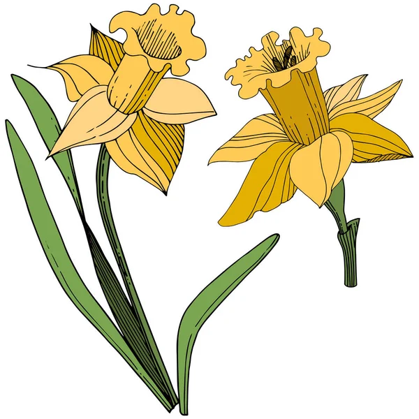 ベクター黄色いスイセンの花植物花 野生春葉のワイルドフラワーが分離されました 刻まれたインク アート 白い背景の分離の水仙の図要素 — ストックベクタ