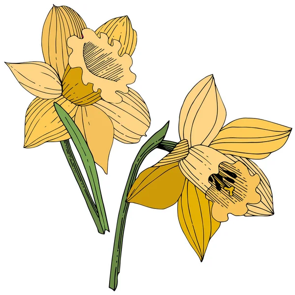 Vector Gele Narcissus Floral Botanische Bloem Wild Voorjaar Blad Wildflower — Stockvector