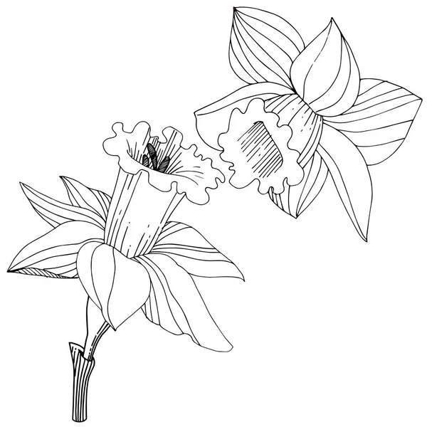 Vektör Narcissus Botanik Çiçek Vahşi Bahar Yaprak Izole Kır Çiçeği — Stok Vektör