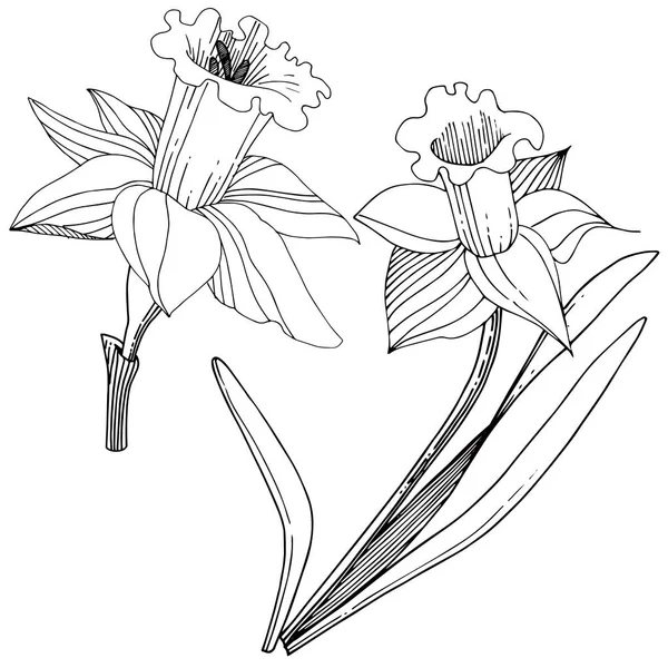 Vector Narcissus Floral Botanische Bloem Wild Voorjaar Blad Wildflower Geïsoleerd — Stockvector