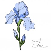 Vector Blue Iris isolated on white. Engraved ink art. Isolated iris illustration element on white background.