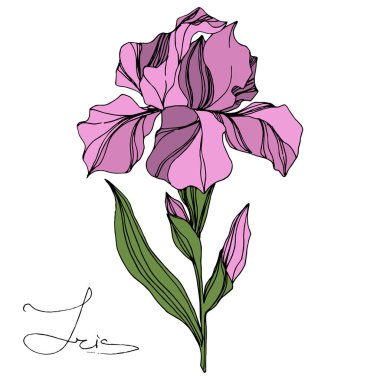 Vektör pembe beyaz izole Iris. Oyulmuş mürekkep sanat. İzole Iris illüstrasyon öğe beyaz arka plan üzerinde.
