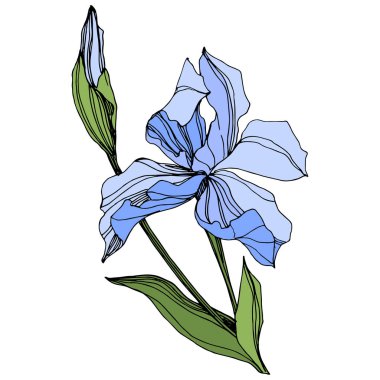 Vektör mavi üzerine beyaz izole Iris. Oyulmuş mürekkep sanat. İzole Iris illüstrasyon öğe beyaz arka plan üzerinde.