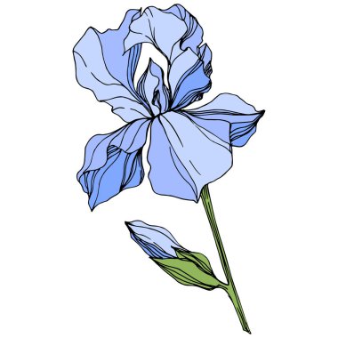 Vektör mavi üzerine beyaz izole Iris. Oyulmuş mürekkep sanat. İzole Iris illüstrasyon öğe beyaz arka plan üzerinde.