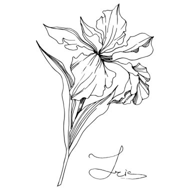 Vektör Iris çiçekli botanik çiçeği. Vahşi bahar yapraklı kır çiçeği izole edilmiş. Siyah beyaz işlemeli mürekkep sanatı. Beyaz arkaplanda yalıtılmış iris illüstrasyon ögesi.