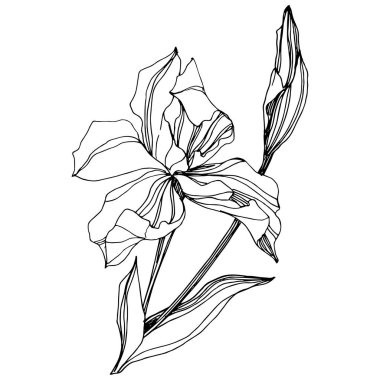 Vektör Iris çiçekli botanik çiçeği. Vahşi bahar yapraklı kır çiçeği izole edilmiş. Siyah beyaz işlemeli mürekkep sanatı. Beyaz arkaplanda yalıtılmış iris illüstrasyon ögesi.