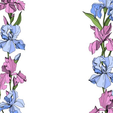 Pembe ve mavi vektör Iris botanik çiçek. Vahşi bahar yaprak izole kır çiçeği. Oyulmuş mürekkep sanat. Çerçeve kenarlığı süsleme Meydanı.
